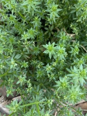 Galium virgatum