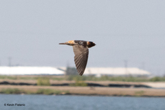 Petrochelidon pyrrhonota