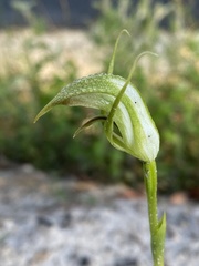 Pterostylis acuminata