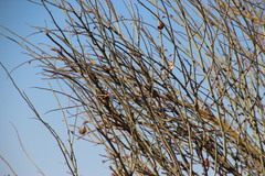 Adenolobus garipensis