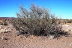 Adenolobus garipensis