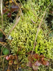 Cryptolophocolea mitteniana