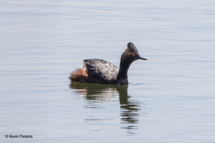 Podiceps nigricollis