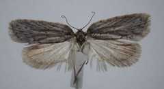Acleris busckana
