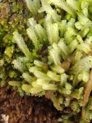 Cryptolophocolea mitteniana