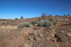 Euphorbia gregaria