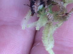 Cryptolophocolea mitteniana