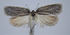 Acleris busckana