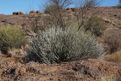 Euphorbia gregaria