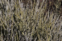 Euphorbia gregaria