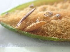 Coleophora affiliatella