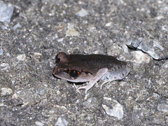 Leptobrachium hendricksoni