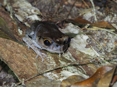 Leptobrachium hendricksoni