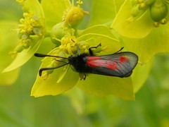 Zygaena sarpedon