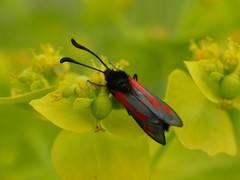 Zygaena sarpedon