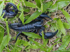 Heterometrus laevigatus