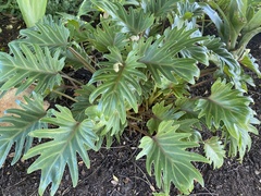 Thaumatophyllum xanadu