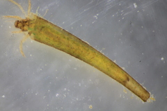 Leptocerus americanus