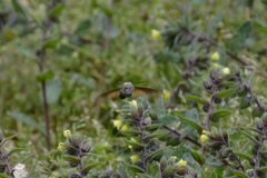 Macroglossum stellatarum