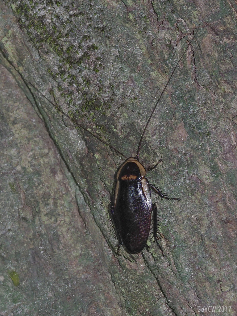 Blattinae