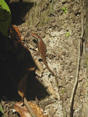 Toenayar novemcarinata
