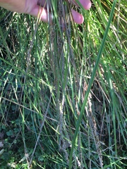 Carex virgata