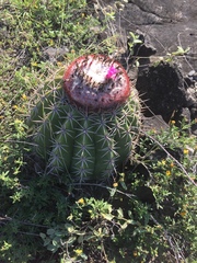 Melocactus curvispinus