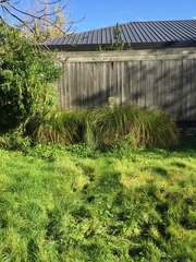 Carex virgata