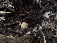 Chaetothiersia vernalis