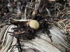 Chaetothiersia vernalis