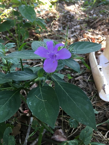 Barleria cristata image
