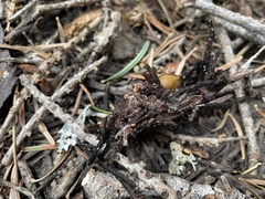 Chaetothiersia vernalis