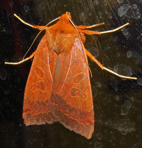 Metaxaglaea viatica Grote, 1874