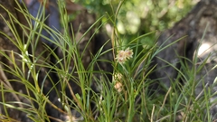 Ponera juncifolia