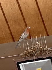 Haemorhous mexicanus