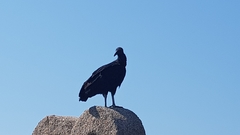 Coragyps atratus