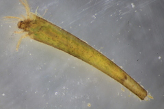 Leptocerus americanus