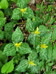 Trillium luteum