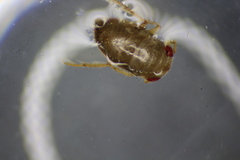 Neoplea striola