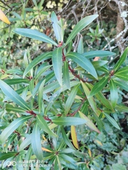 Tasmannia stipitata