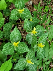 Trillium luteum