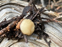 Chaetothiersia vernalis