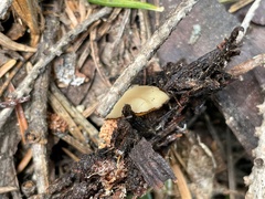 Chaetothiersia vernalis