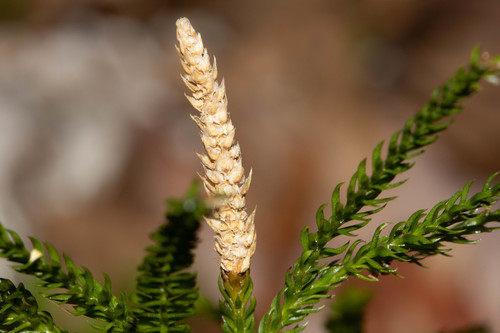 flat-branched tree-clubmoss