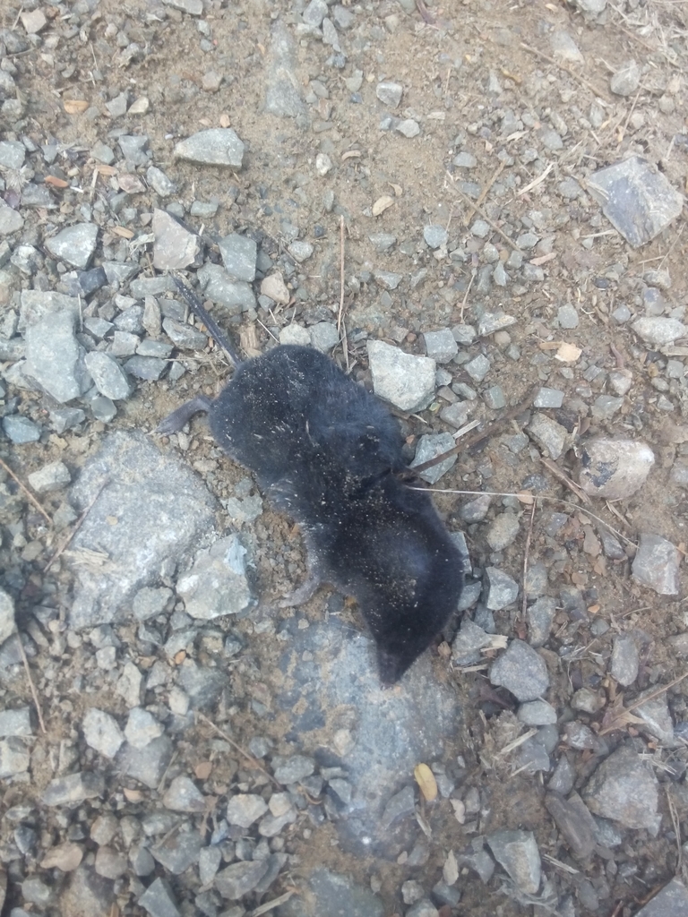 Medellín Small-eared Shrew