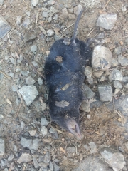 Cryptotis medellinius