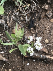 Valerianella amarella