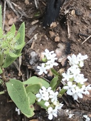 Valerianella amarella