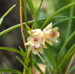 Ponera juncifolia