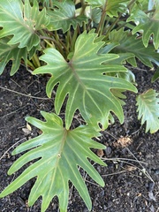 Thaumatophyllum xanadu